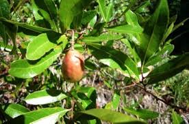 Image result for Ficalhoa laurifolia