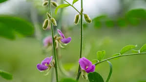 Image result for Tephrosia paniculata