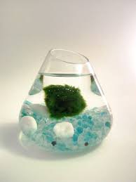 This Item Is Unavailable Etsy Marimo Marimo Moss Ball Crafty
