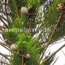 Image result for Crotalaria bernieri