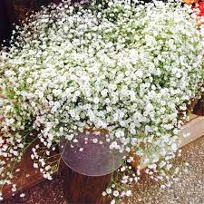 If your baby's breath plant does not perform well, take a soil test to determine the soil's alkalinity. Bulk Flower Seeds Gypsophila Paniculata Babys Breath Seeds For Growing Buy Babys Breath Seeds Babys Breath Seeds For Growing Baby S Breath Seeds Product On Alibaba Com