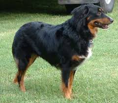 Australian shepherds are descended from working dogs and at their happiest when active. Black Tri Minimal White Australian Shepherd Colors Australian Shepherd Cute Dogs And Puppies