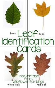 Free Leaf Identification Cards 30 Printable Cards Autumn