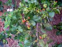 Image result for Allophylus africanus