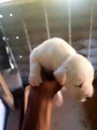 Black Boerboel Puppies For Sale In Durban South Africa Boerboel For Sale Home Facebook