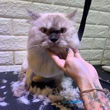 4,258 cheap cat grooming products are offered for sale by suppliers on alibaba.com, of which cat litter box accounts for 8%, brushes accounts for 6%, and dryers accounts for 4%. 15 Pet Grooming Salons In Singapore Sorted By Location
