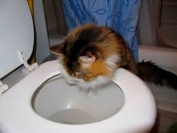 If the tray is not big enough to fully encompass the toilet bowl, fill in any gaps with plastic wrap.7 x research source. Why Does My Cat Drink From The Toilet Purrfect Love