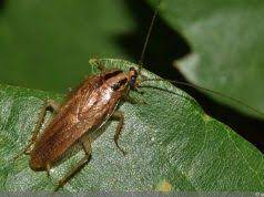 konnen kakerlaken eigentlich fliegen 5 infos gartendialog de pest control roaches pest control best pest control