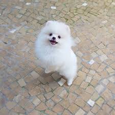 Muhtesem Pomeranian Kopek Yavrusu Mevcut Kopek Ilanlari Arnavutkoy Istanbul Ilan