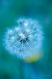 Illuminated Dandelion Dandelion Flower Flowers Nature