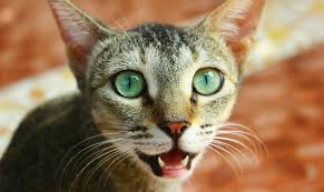 Read more to learn whether your bleeding tongue is worthy of a doctor's visit. Cats And Toothache Vet Costs