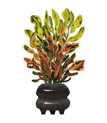 Image result for Croton