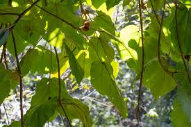 Image result for Moraceae
