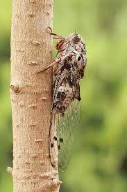 Cicadas also often sing in chorus, which makes it more difficult for a predator to locate an individual. Cicada Simple English Wikipedia The Free Encyclopedia