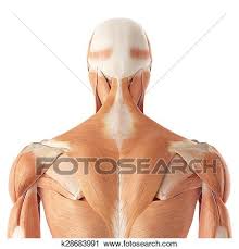 A collection of anatomy notes covering the key anatomy concepts that medical students need to a collection of articles covering upper limb anatomy topics, including the brachial plexus, bones of the. The Upper Back Muscles Clip Art K28683991 Fotosearch