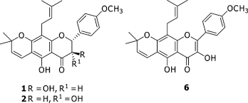 Image result for Eriosema laurentii
