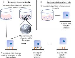 The foundation of animal cell and tissue culture was laid by jolly (1903) when he showed that animal cells could not only survive but could divide in culture medium. Frontiers Scale Up Technologies For The Manufacture Of Adherent Cells Nutrition
