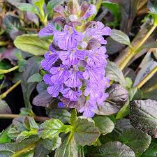 Image result for Ajuga integrifolia