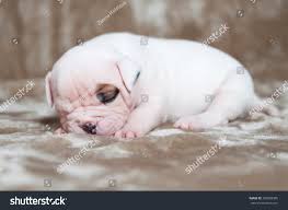 Funny White American Bulldog Puppies On Stock Photo Edit Now 702828385
