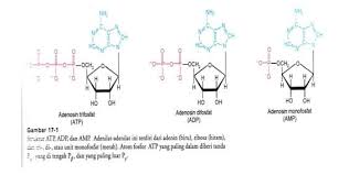 Maybe you would like to learn more about one of these? Asam Nukleat Sifat Ciri Jenis Macam Fungsi Struktur
