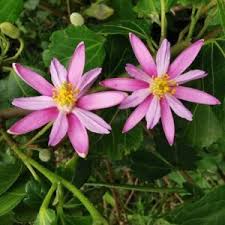 Image result for Cassinopsis ilicifolia