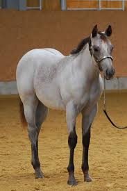 Dale evans' horse, buttermilk, was a buckskin. Wow A Buttermilk Buckskin Roan Horses Pretty Horses Quarter Horse