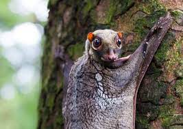 Sunda Colugo Southeast Asian Mammal Not A Relative Of The Lemur The Sunda Colugo Is A Relative Of Rare Animals Unique Animals Flying Lemur