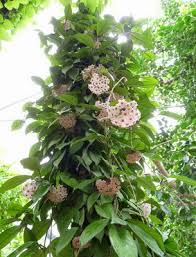 The plant does not need heavy fertilizer feeding for healthy growth. Hoya Care At Home Flowering Hoya Care At Home Watering Fertilizer Soil Reproduction Hoya Miniature Hoya Compacta