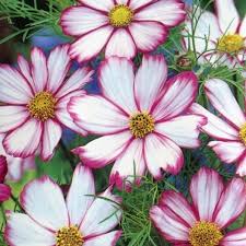 Pin On Flowers