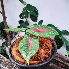Jual Tanaman Caladium Red Star Kab Bogor Safana Taman Tokopedia