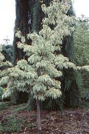 We did not find results for: Cornus Kousa Wolf Eyes Landscape Plants Oregon State University