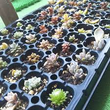 多肉植物の増やし方まとめ 葉挿しや挿し木など 増やし方のコツを解説 暮らし の
