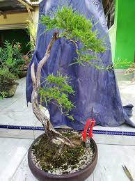 Bahan dan bakalan bonsai sapu sapu (cucur atap) dari pulau bangka. Gasibur Bonsai Art Home Facebook