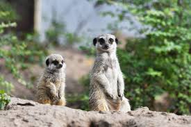 Beeld © safaripark beekse bergen. Op Safari Oog In Oog Met Wilde Dieren Beekse Bergen