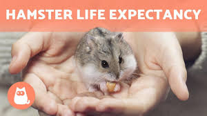 The longest lived hamster on average is the roborovski dwarf hamster. How Long Do Hamsters Live Average Hamster Life Expectancy Youtube