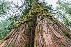 Image result