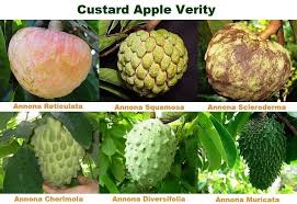 The plant is not in immediate threat in guatemala and there are no identified conservation programs. Facebook