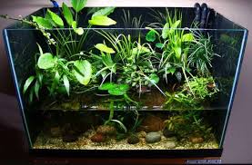 There are three main areas to consider when building this type of vivarium. Difference Between Aquarium Terrarium Riparium And Paludarium Shrimp And Snail Breeder