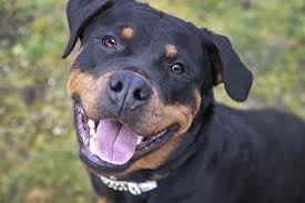 Image result for Rotala gossweileri