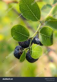 Image result for Phyllanthus reticulatus
