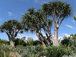 Image result for Aloidendron barberae