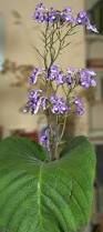 Image result for Streptocarpus sp.nov. aff. S. grandis