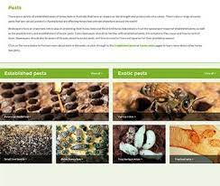 Foraging behavior of honey bees. Identifying Pests And Diseases Bee Aware