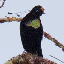 Image result for Paropsia braunii