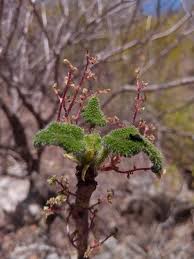 Image result for Obetia radula