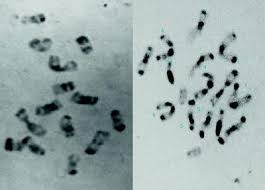 Image result for Cucumis sacleuxii