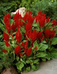 Image result for Celosia elegantissima