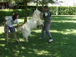 The south russian ovcharka, also known as a ukrainian shepherd dog, or south russian sheepdog, is a sheepdog from the ukrainian steppes between the black sea and the sea of azov. South Russian Ovcharka Youtube