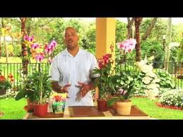 We did not find results for: How To Care For Orchids Youtube