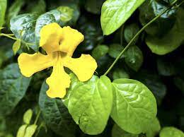 Healing Benefits Of Cats Claw